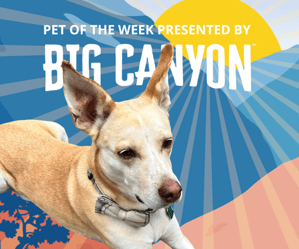 A tan dog with large upright ears lies in front of a colorful illustrated background featuring blue sunburst rays, a large yellow sun, and desert-inspired shapes in shades of orange and peach. The dog wears a collar and patterned bandana and looks directly toward the camera.