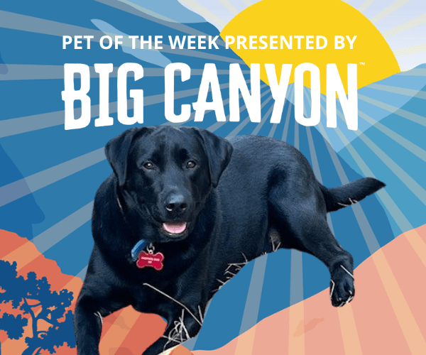 A black Labrador lies against a colorful illustrated backdrop featuring sun rays and desert-inspired scenery. The dog looks directly at the camera with a relaxed expression and a visible name tag.