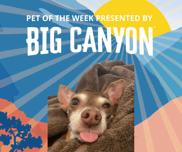 A small dog wrapped in a brown blanket looks toward the camera with its tongue sticking out. The image features a colorful desert-themed background with sun rays and text identifying it as a pet-of-the-week feature.