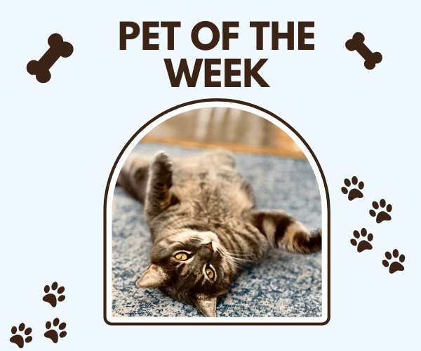 An illustrated "Pet of the Week" graphic features a gray tabby cat lying on its back with its paws in the air on a blue carpet. The light blue background is decorated with brown paw prints and dog bone icons surrounding the cat's framed photo.