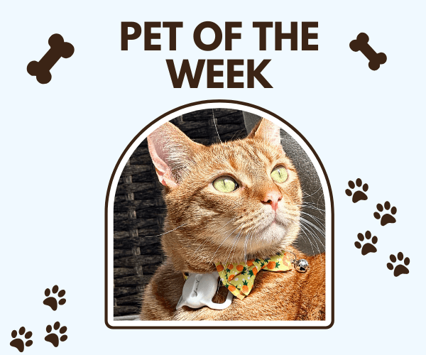 A "Pet of the Week" graphic features an orange tabby cat wearing a colorful floral bow tie and a collar with a tag. The cat is framed inside an arched border, with paw prints and bone illustrations decorating the light blue background.