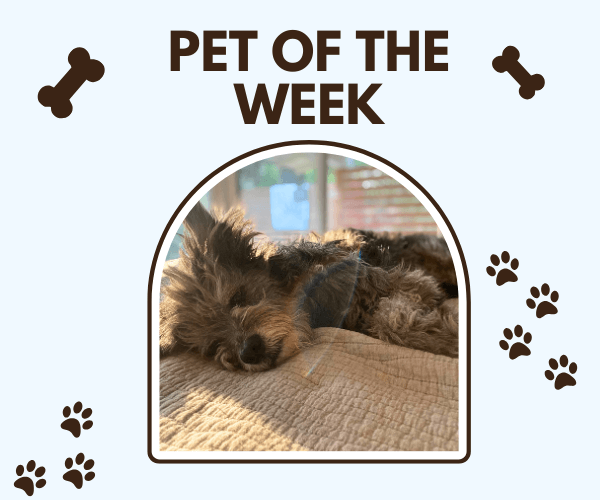 A "Pet of the Week" graphic features a small, shaggy dark-colored dog resting on a beige quilted bed in warm sunlight. Brown paw prints and bone illustrations decorate the pale blue background.