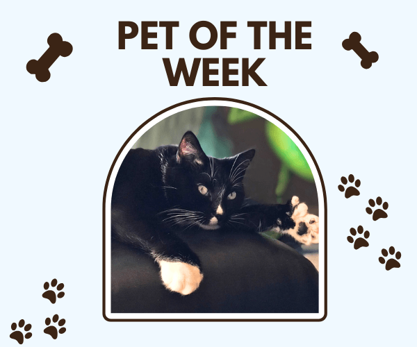A "Pet of the Week" graphic features a black-and-white tuxedo cat lounging on a dark cushion inside an arched photo frame. Paw prints and bone illustrations decorate the light blue background around the smiling cat.