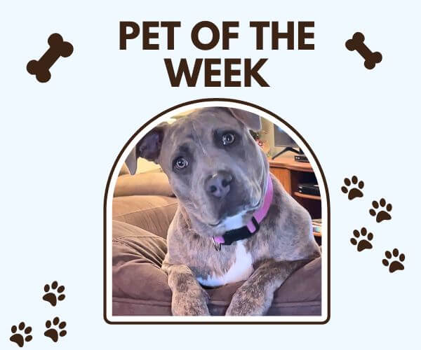 A “Pet of the Week” graphic features a gray and white dog sitting on a couch and looking toward the camera. Bone and paw-print illustrations decorate the light blue background.