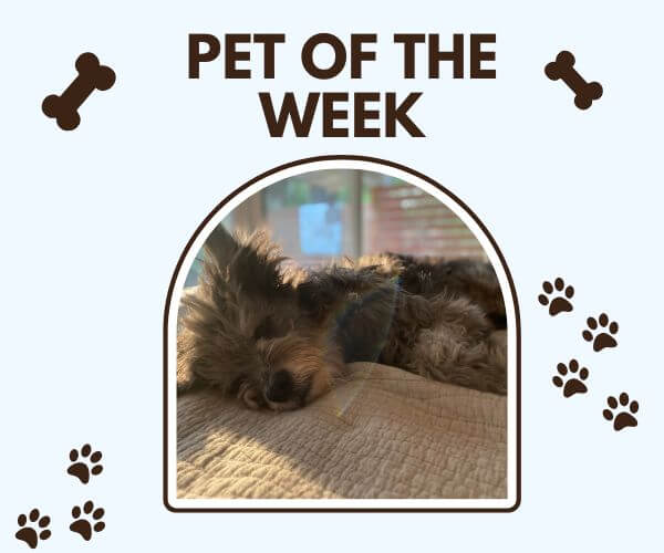 A “Pet of the Week” graphic features a small fluffy dog sleeping on a beige cushion, with sunlight falling across its fur. Brown bone and paw-print illustrations decorate the pale blue background around the framed photo.