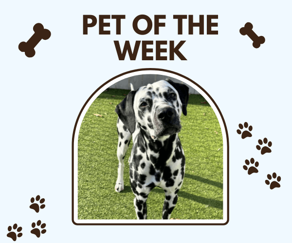 A “Pet of the Week” graphic features a black-and-white Dalmatian standing on green grass and looking toward the camera. Bone shapes and paw-print illustrations decorate the light blue background around the framed photo.