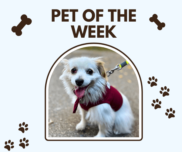 A “Pet of the Week” graphic features a small white dog wearing a burgundy harness and sitting on a paved path while attached to a leash. Brown paw prints and bone icons decorate the light blue background around the framed photo.