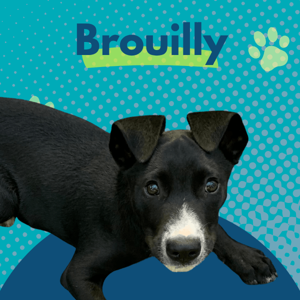 A black puppy with a white patch on its nose lies against a teal background covered in dots and paw prints. Dark blue text at the top reads “Brouilly,” with a light green stripe behind it.