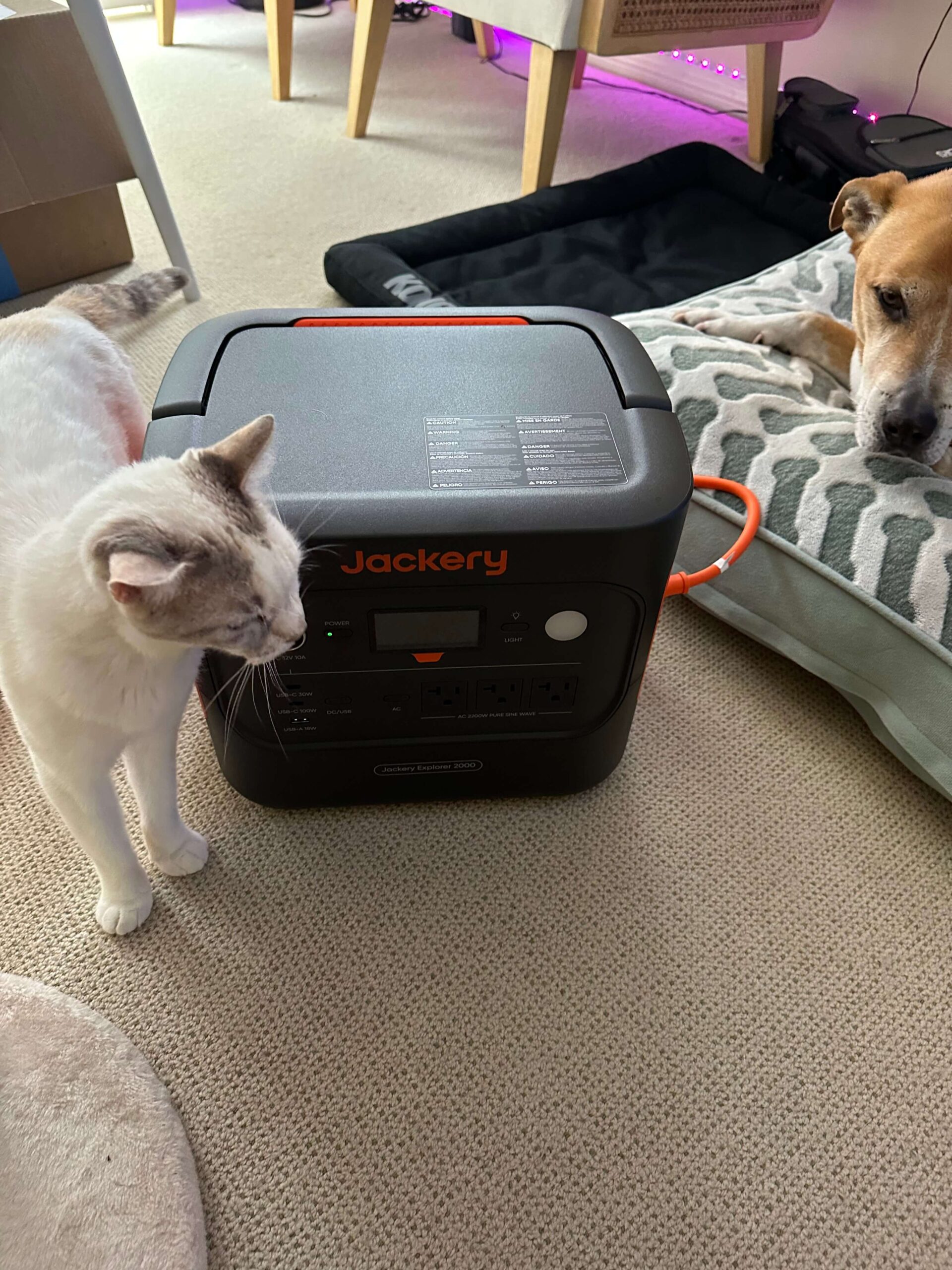 A photo shows a white and gray cat standing beside a black Jackery portable power station, while a brown dog rests on a bed nearby. The scene is indoors on a carpeted floor with furniture and purple LED lighting in the background.