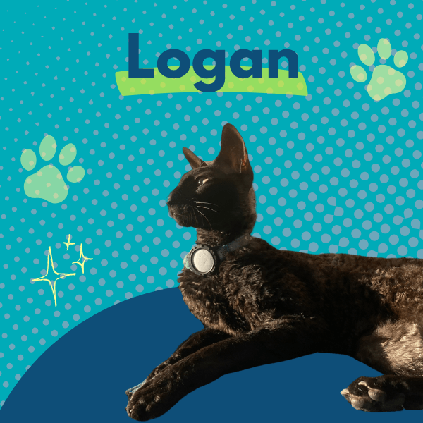 A playful “Logan” pet-of-the-week graphic features a black cat lying across the bottom of the image. The background is bright teal with a dotted pattern, green paw prints, sparkles, and a dark blue curved shape behind the cat.