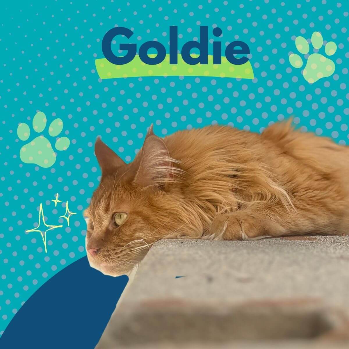 An orange cat lies on a light-colored surface against a turquoise background with paw-print patterns. “Goldie” appears in large blue text near the top.