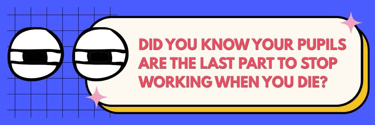 A blue graphic features two stylized illustrated eyes beside a speech-bubble-shaped panel that reads, “Did you know your pupils are the last part to stop working when you die?”