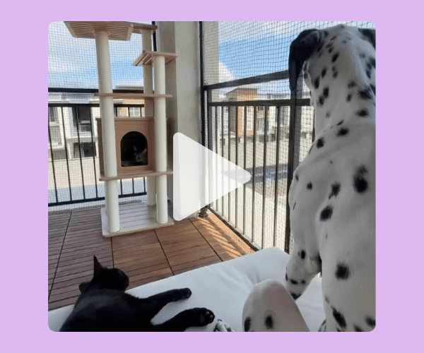 A video thumbnail shows a black cat lying on a white surface while a spotted white dog stands nearby. A wooden cat tree sits beside large screened windows, with a lavender border surrounding the scene.
