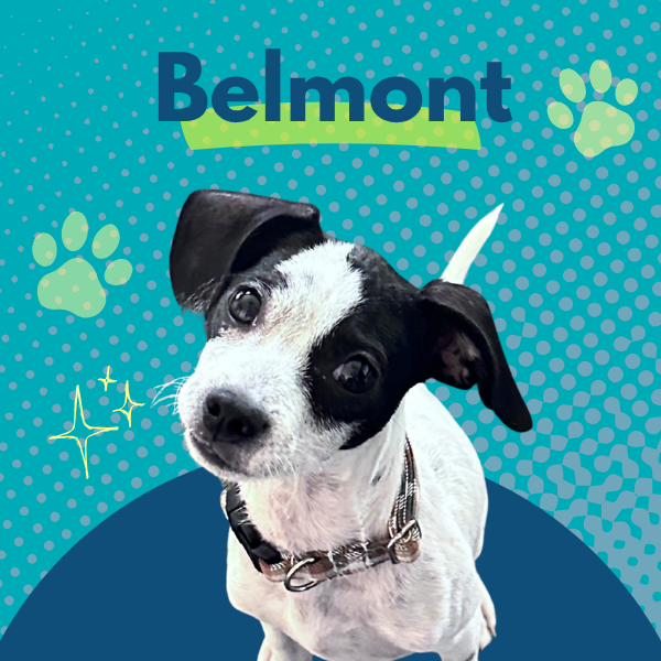 A small black-and-white dog with its head tilted stands against a teal dotted background. The name “Belmont” appears at the top with green paw prints and small decorative sparkles.
