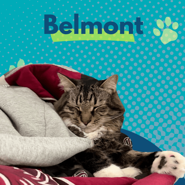 A tabby cat rests on a pile of soft blankets against a turquoise dotted background. Large text at the top reads “Belmont,” with green paw-print graphics nearby.
