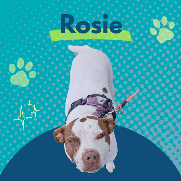 A white and brown dog wearing a harness stands against a teal dotted background with paw prints, sparkles, and the name “Rosie” at the top.