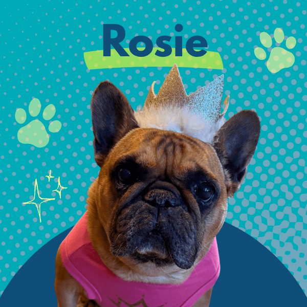 A brown French bulldog wearing a pink outfit and a glittery gold-and-blue crown sits against a turquoise background with dotted patterns. The name “Rosie” appears at the top in dark blue, surrounded by green paw prints and yellow sparkles.
